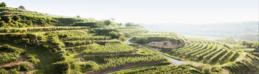 Weingut Jurtschitsch