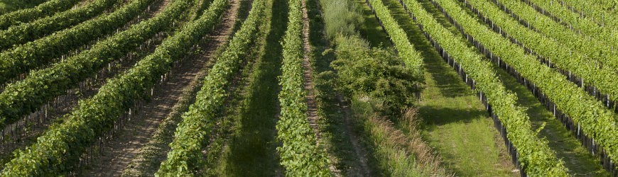 Pomerol