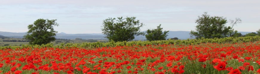 Moulis en Médoc