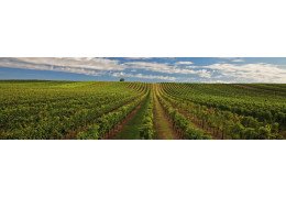 Der Alwin aus dem Kamptal